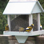 White Cedar Bird Feeders